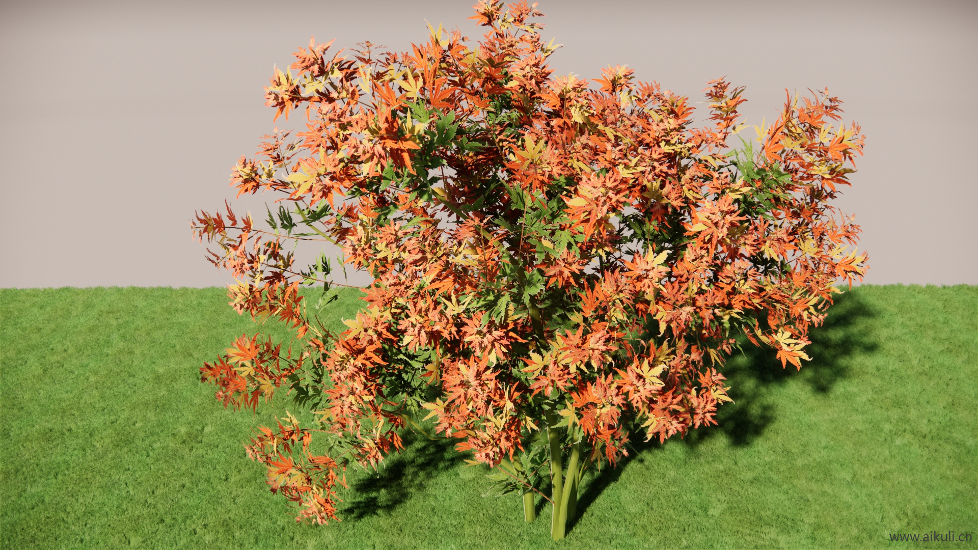 日本枫树木和灌木SU模型