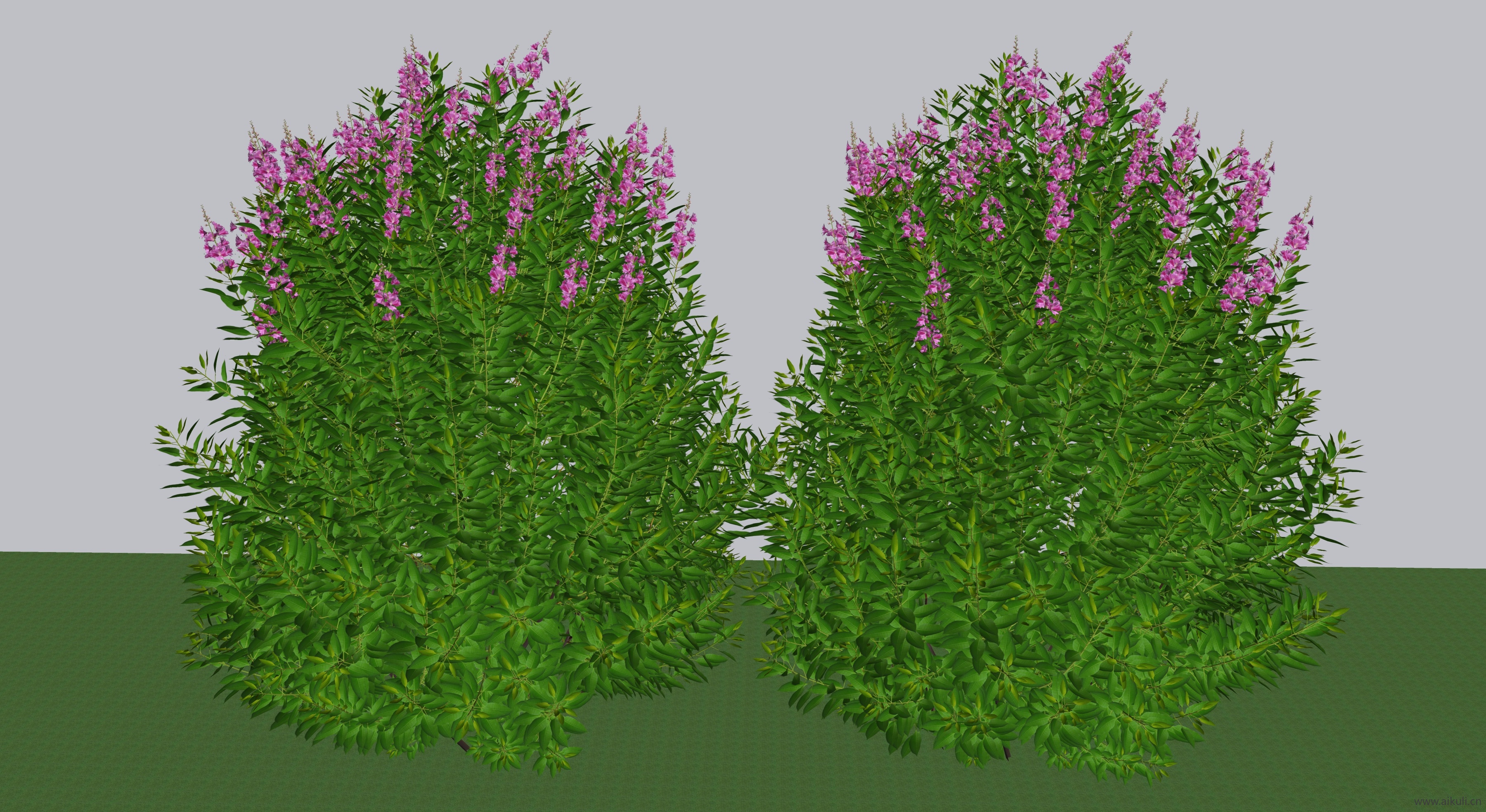 沙地兰花SU模型