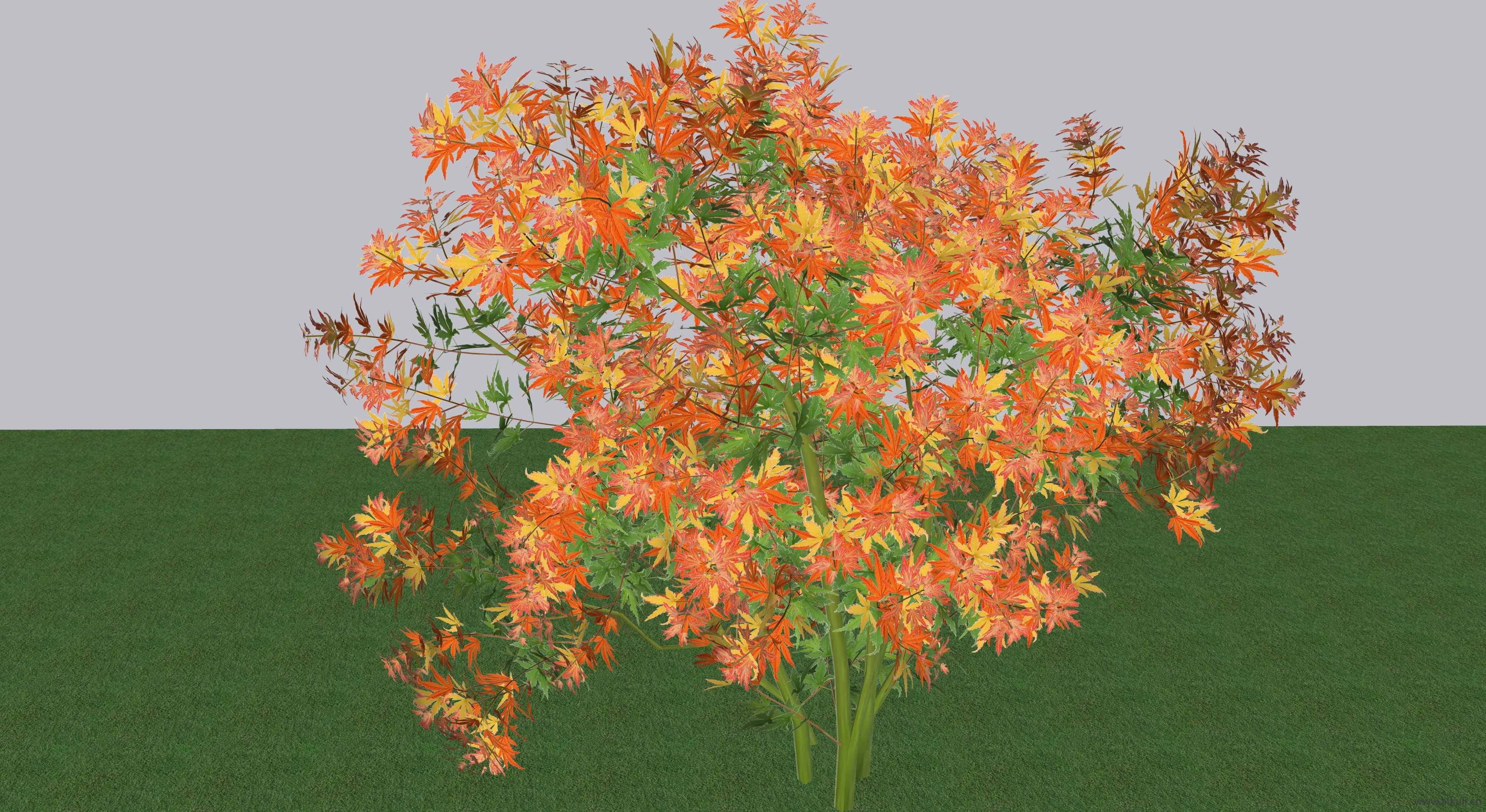 日本枫树木和灌木SU模型