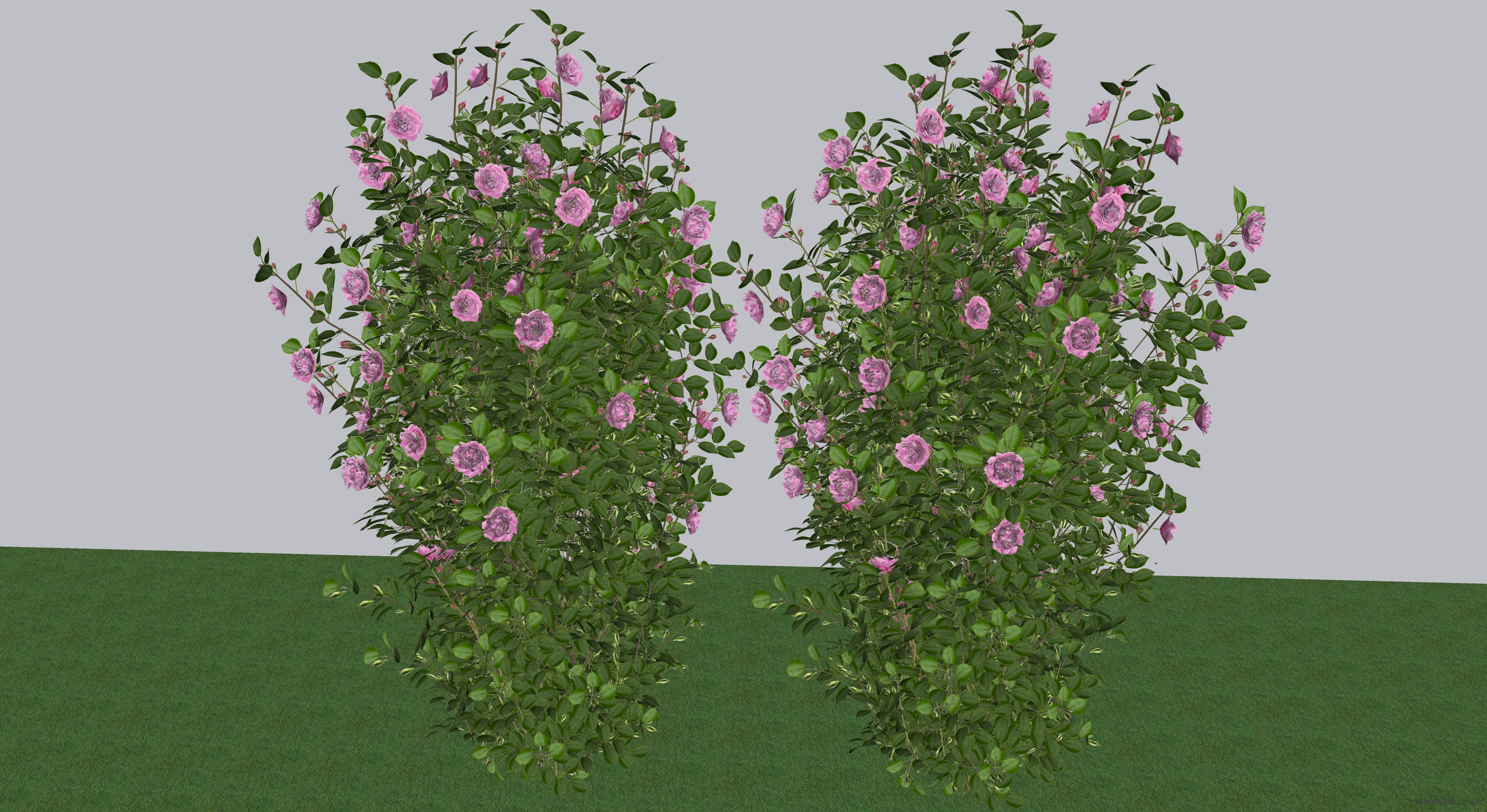 紫藤花日® 爬藤玫瑰SU模型