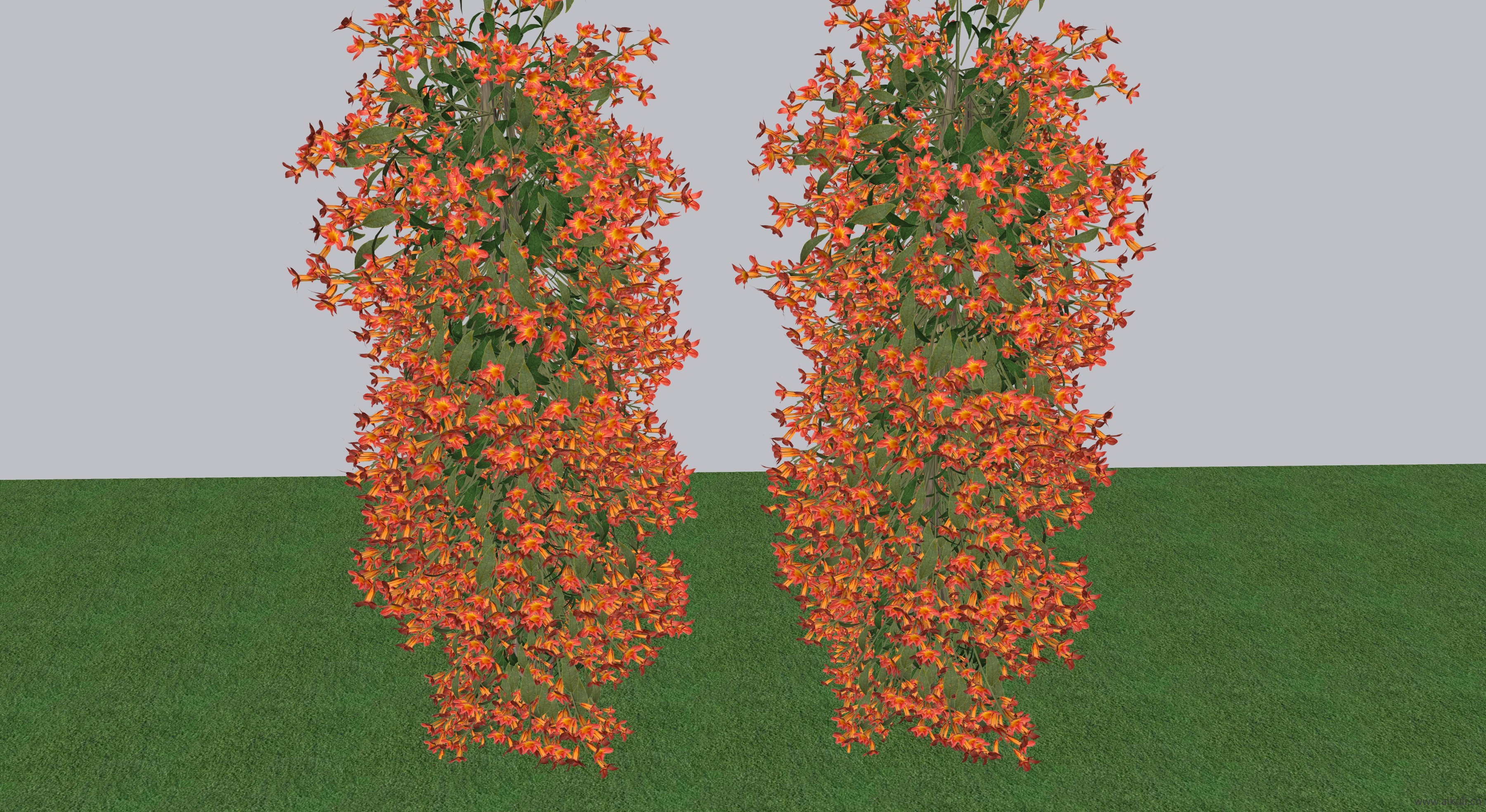 十字花藤SU模型