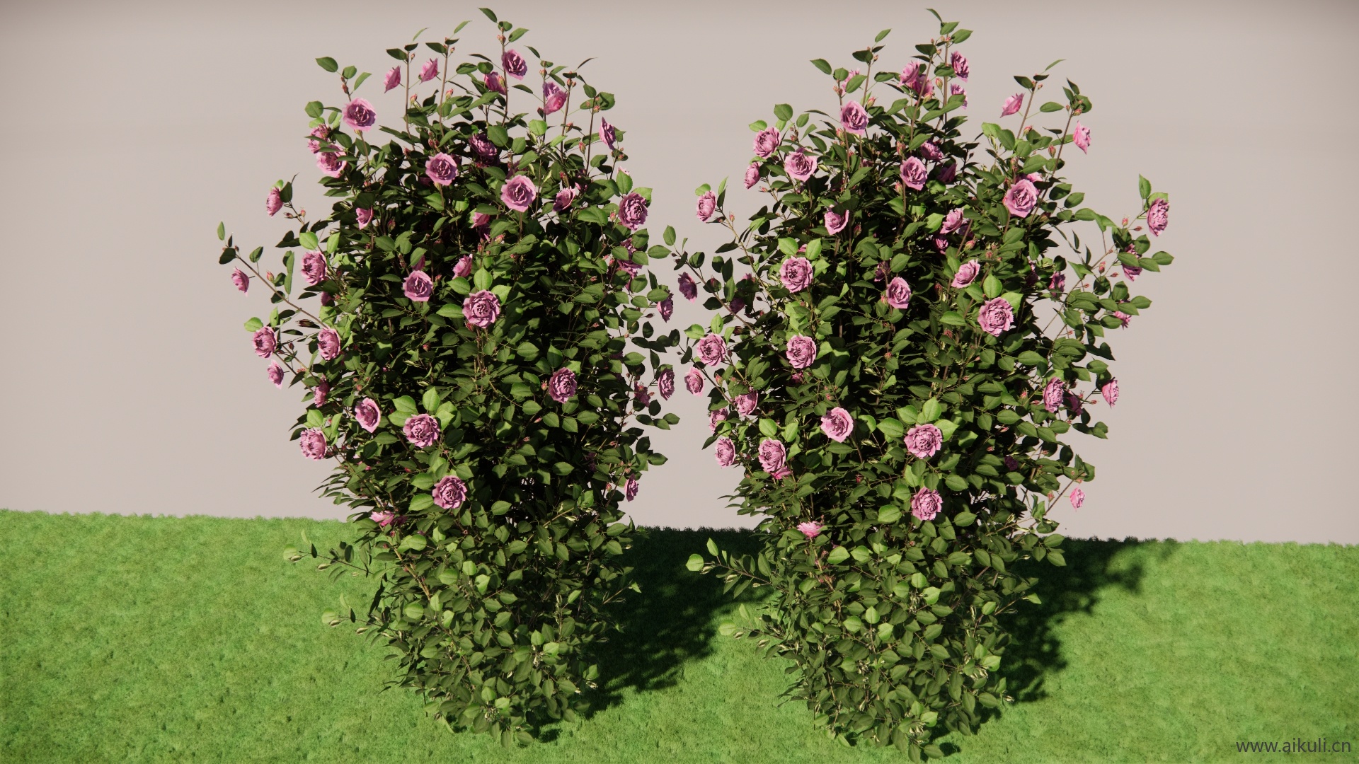 紫藤花日® 爬藤玫瑰SU模型