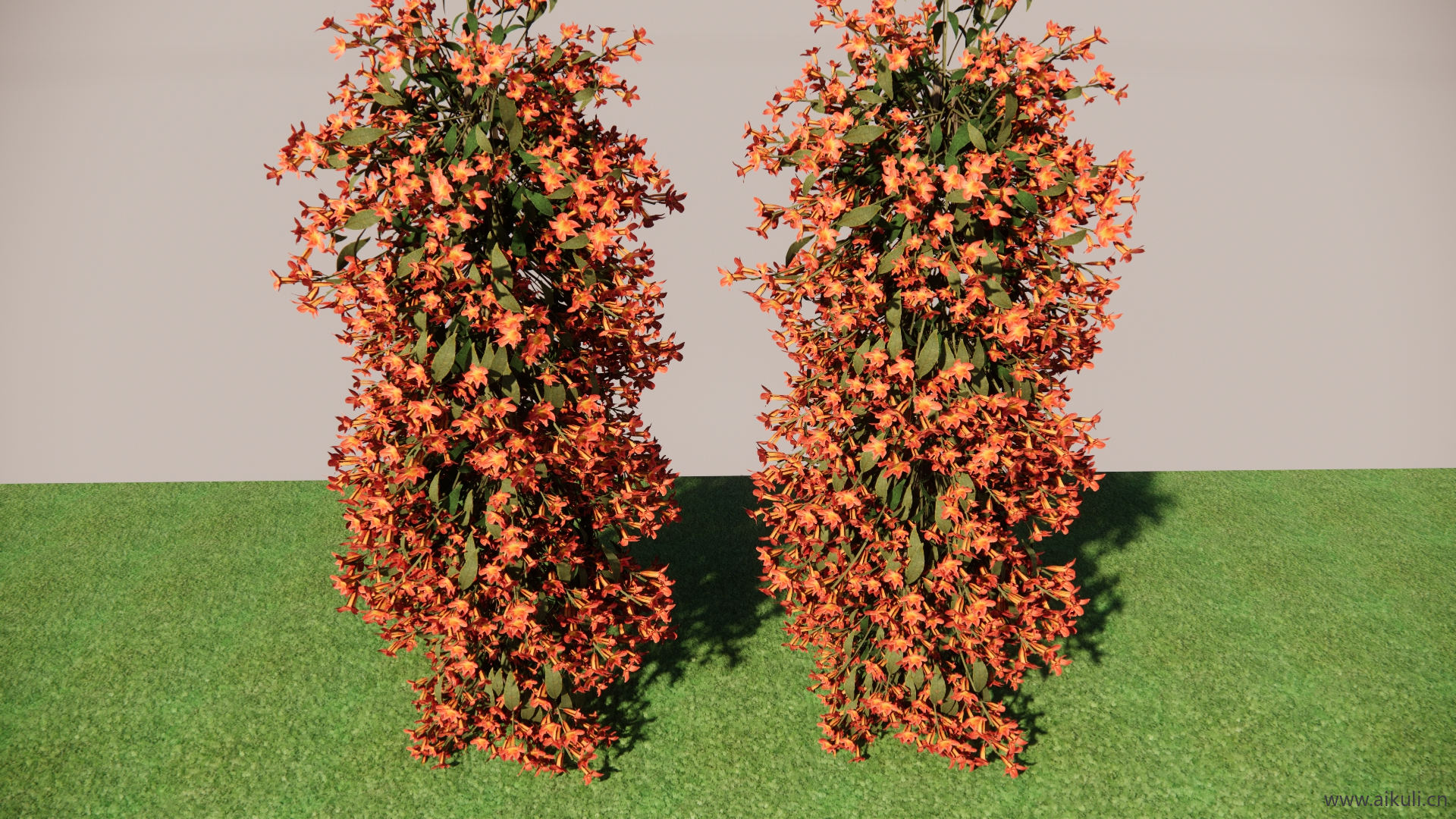 十字花藤SU模型