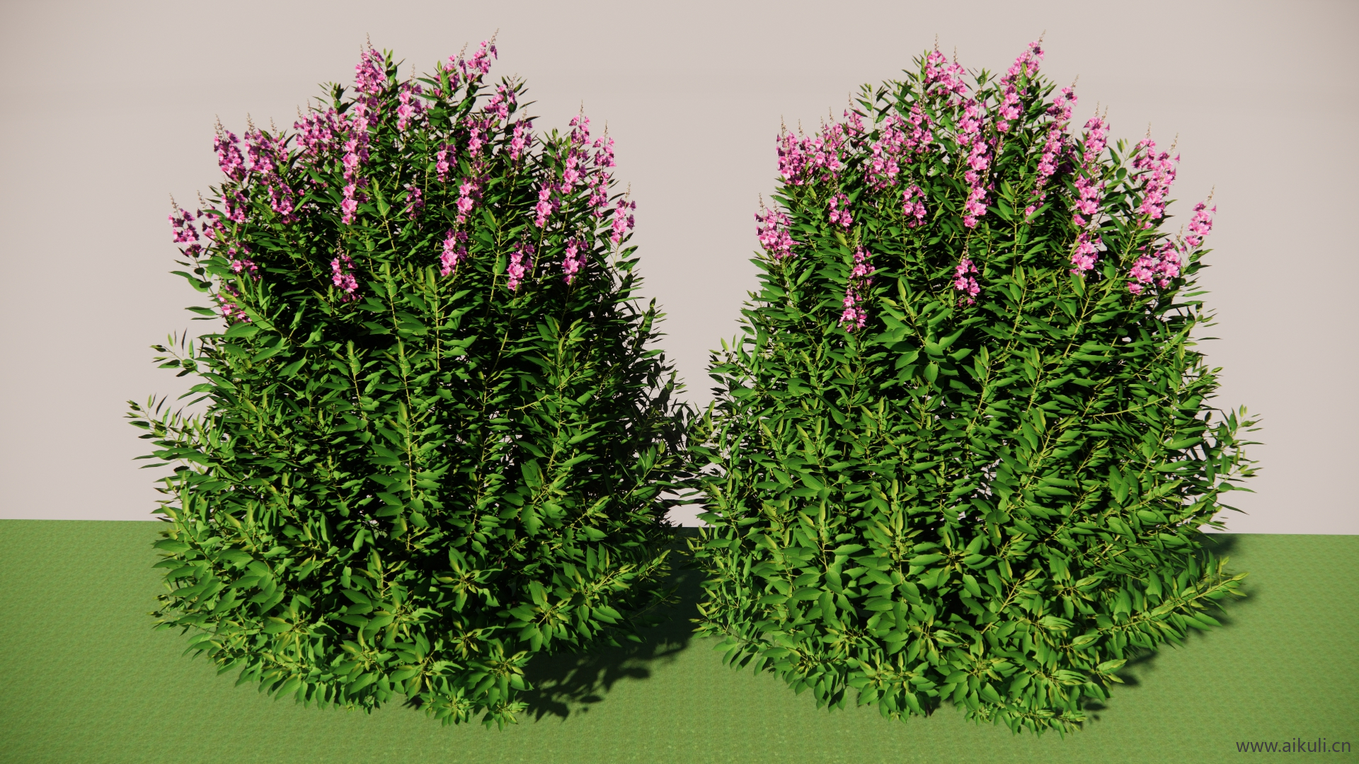 沙地兰花SU模型