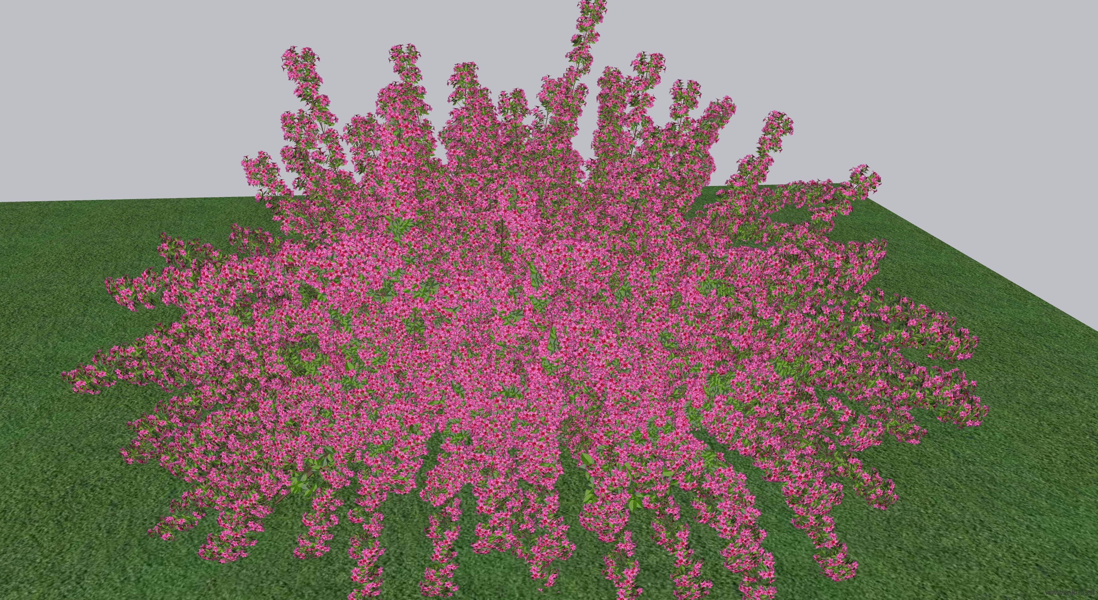 植物花语® 粉色紫薇SU模型