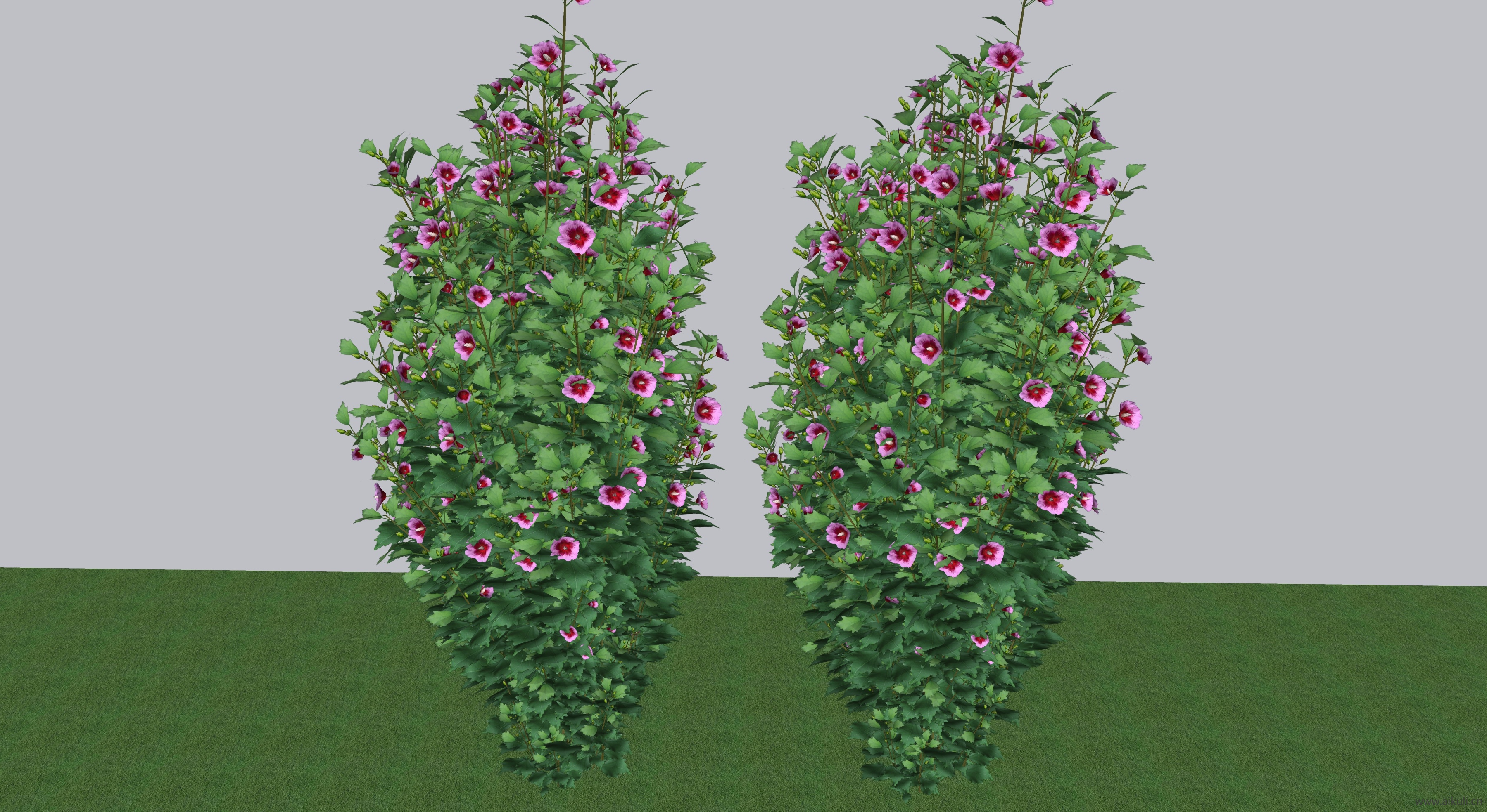 紫色支柱® 木槿SU模型