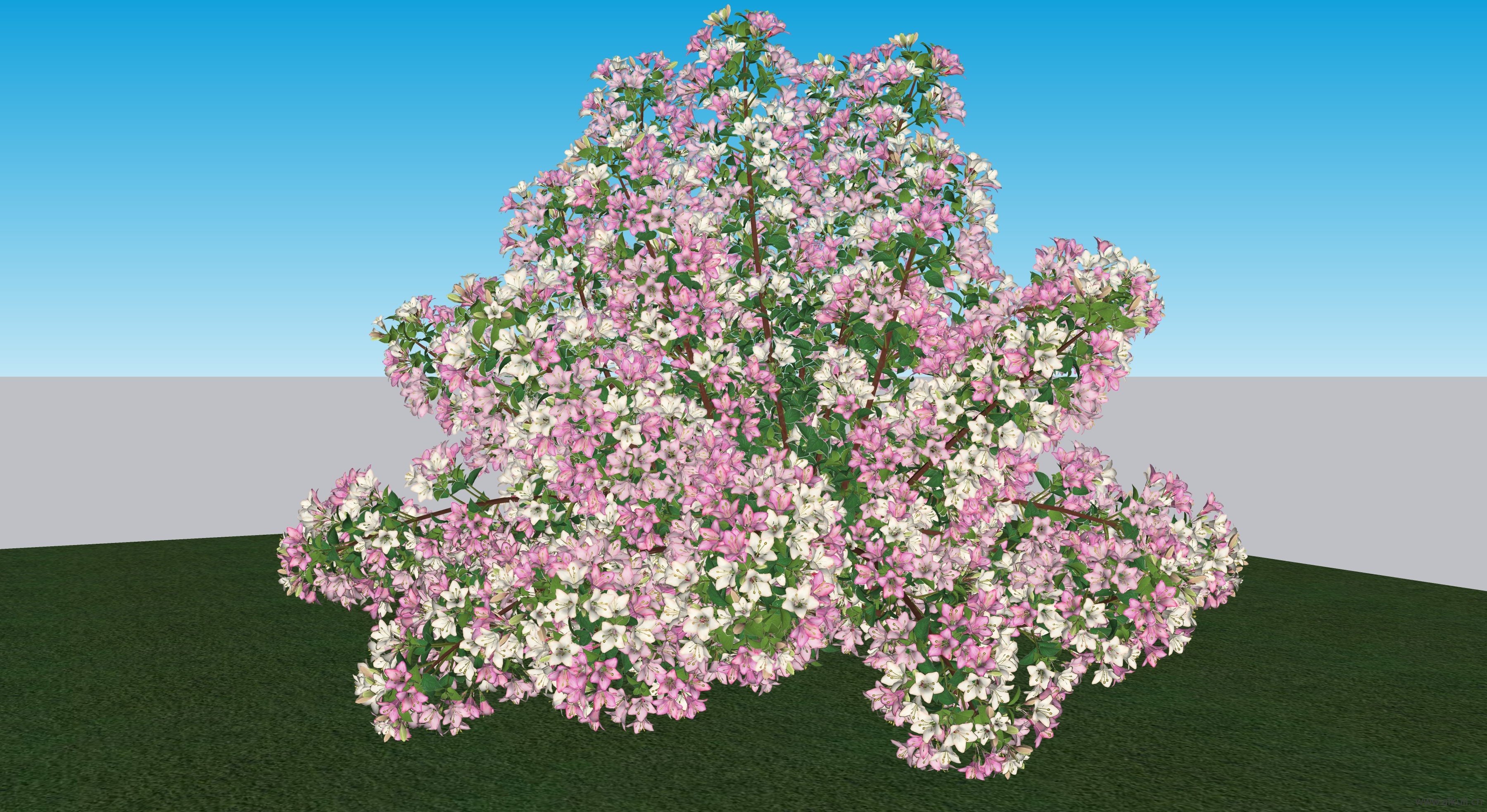 开花树 风景树木和灌木SU模型