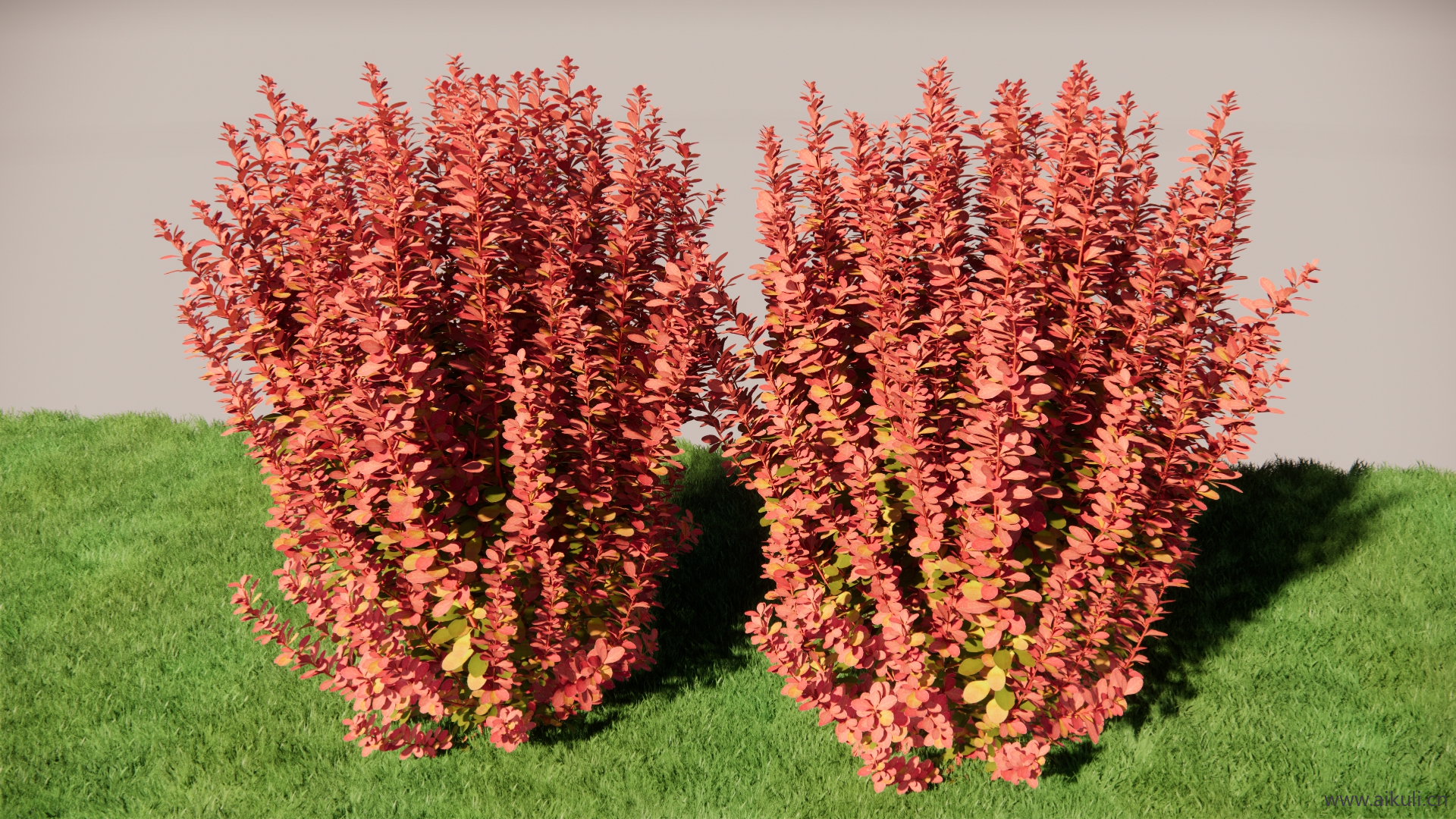 山楂 风景树木和灌木SU模型